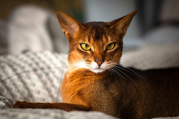 Gatto elegante con lo sguardo stridente
