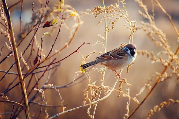 Moineau assis sur l herbe sèche