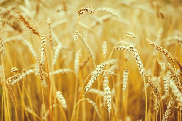 Segale gialla nel campo