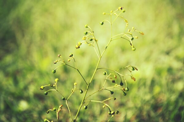Plant under macro with blur