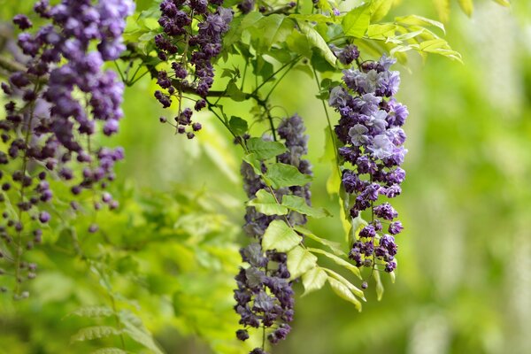 Fleurs de glycine lilas pendantes