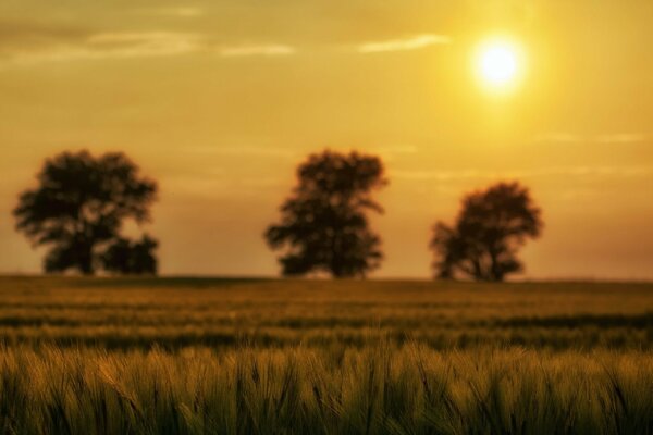 Beautiful nature. Field of ears