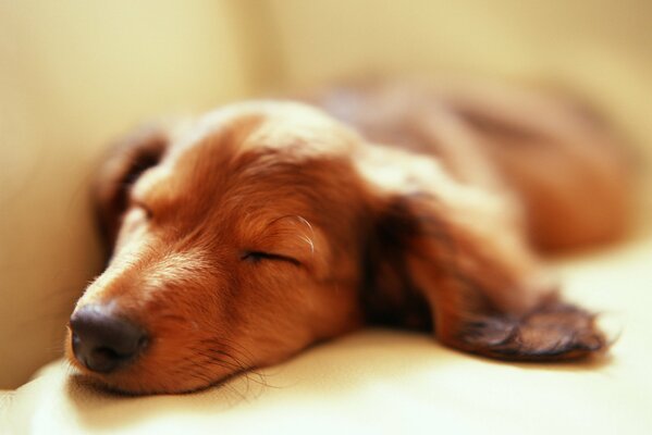 Chien avec de grandes oreilles dort sur le lit