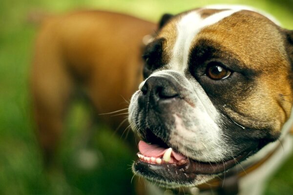 English bulldog smiles in the grass