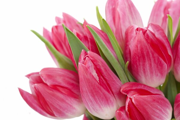 The image of tulips on a solid background