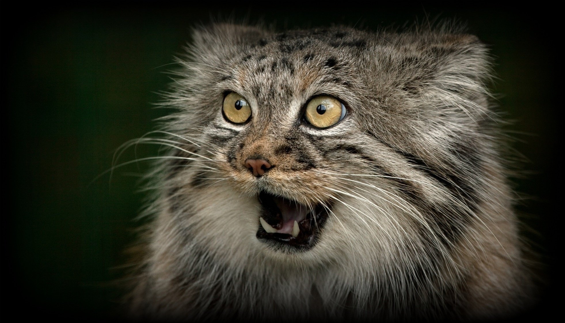 c ania jones maul eckzähne raubtier schnauze wildkatze manul