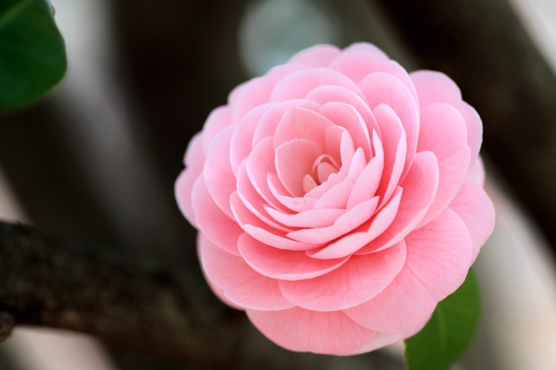 camelia rosa fiore macro