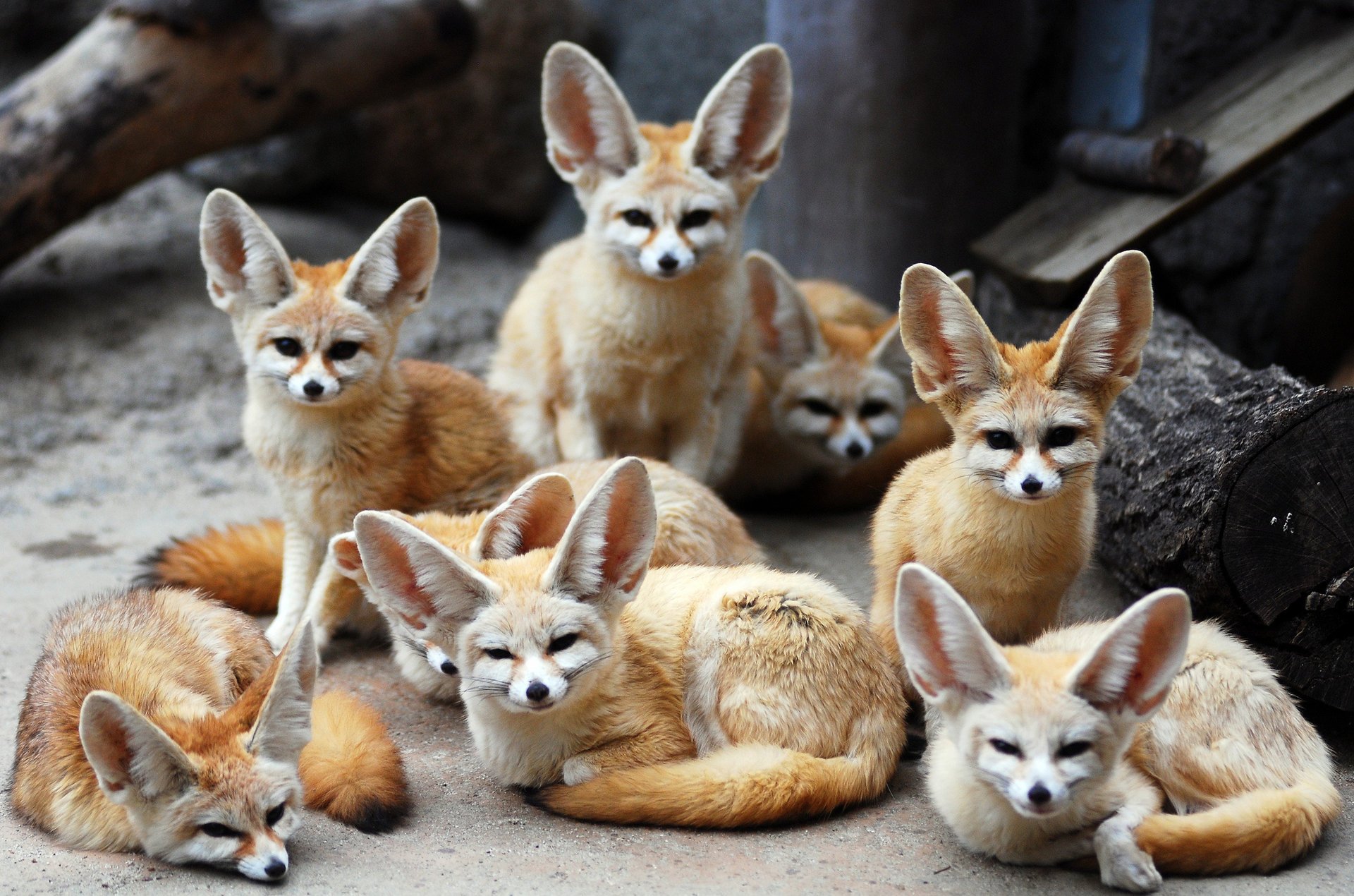 fennec fox volpi orecchie animali fennec