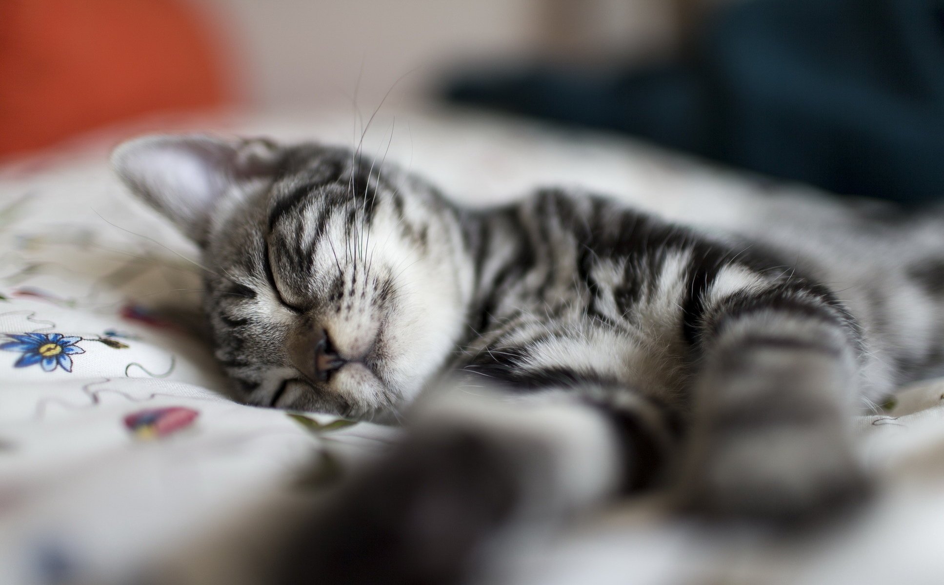 siesta gato rayas sueño gris gatito descanso