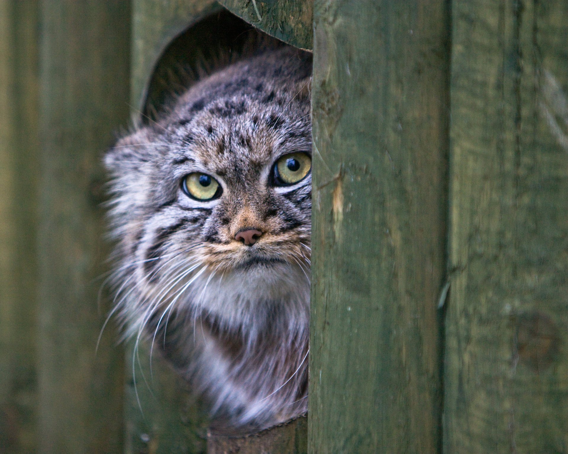 gato hocico mirada manul