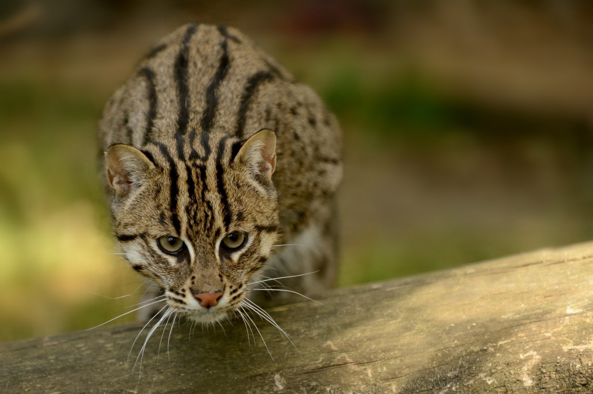 gatto pescatore fishing cat gatto pescatore gatto