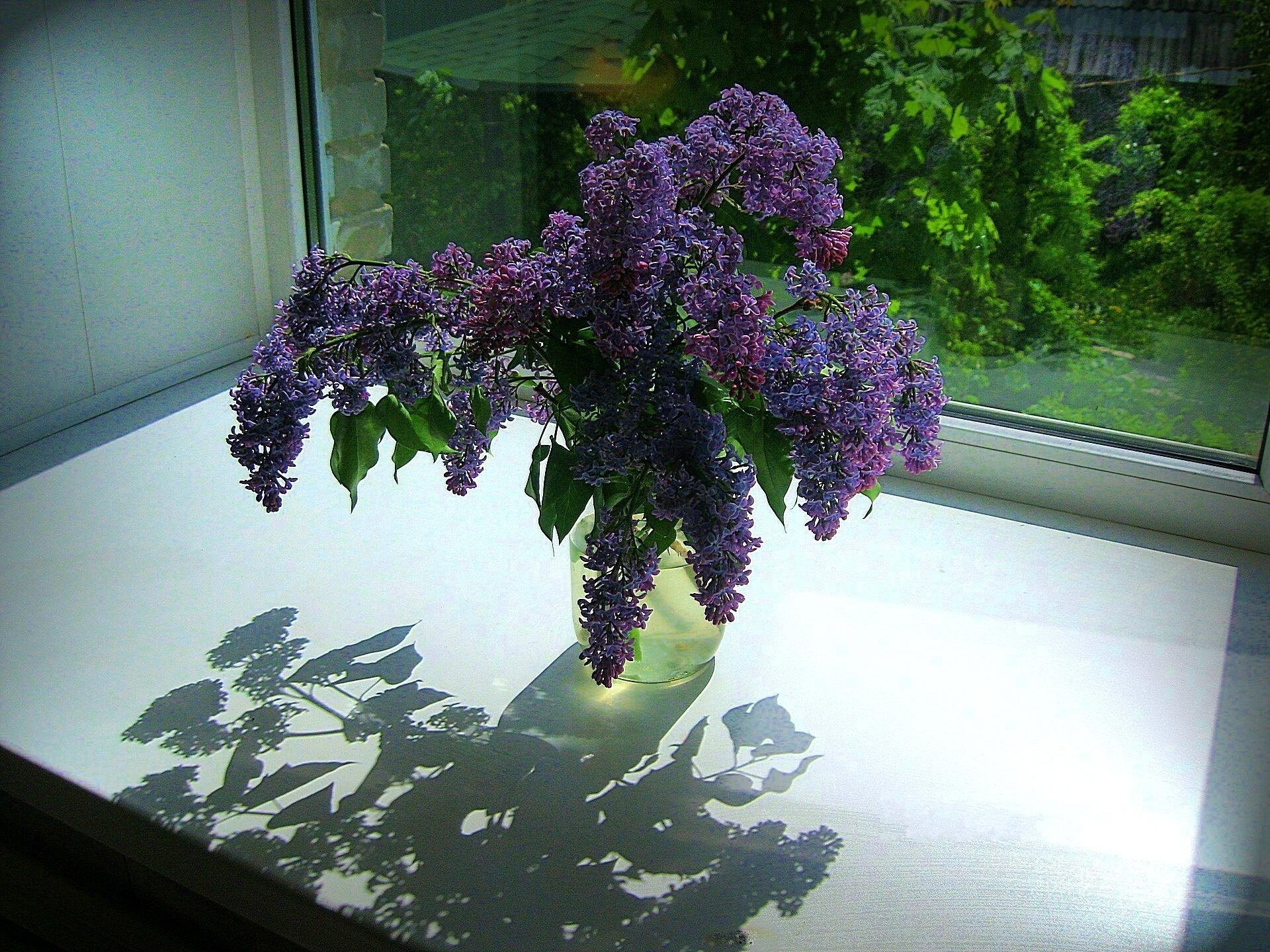 flowers lilac bouquet sill