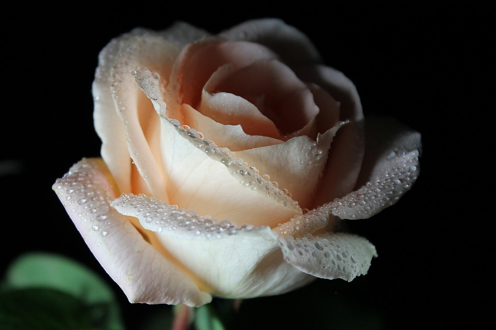 flower rose cream dewdrop