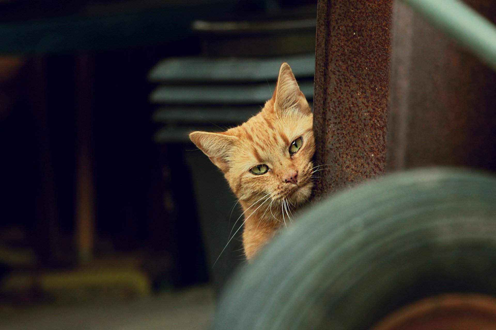 chat rouge chat vue