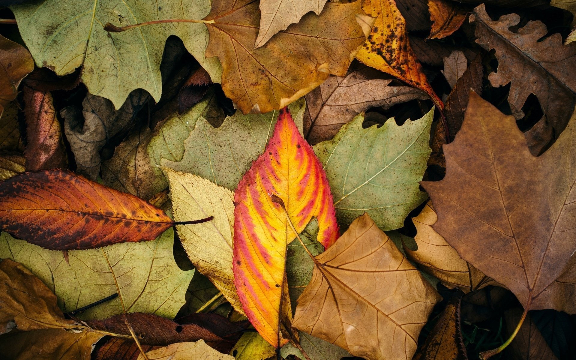 macro carta da parati colore autunno foglie foglie sfondo foglia