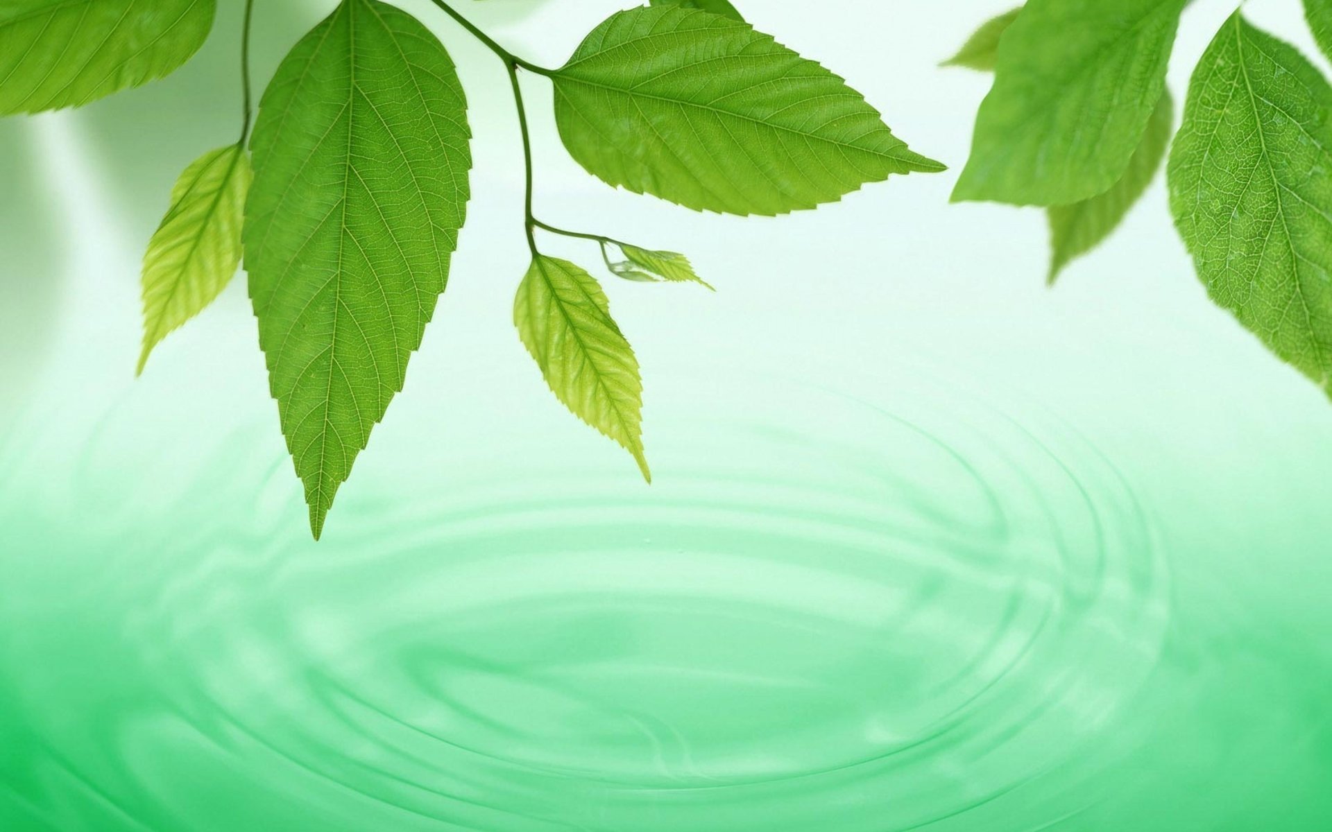 foglie verde acqua macro waves sfondo primavera cerchi acqua carta da parati