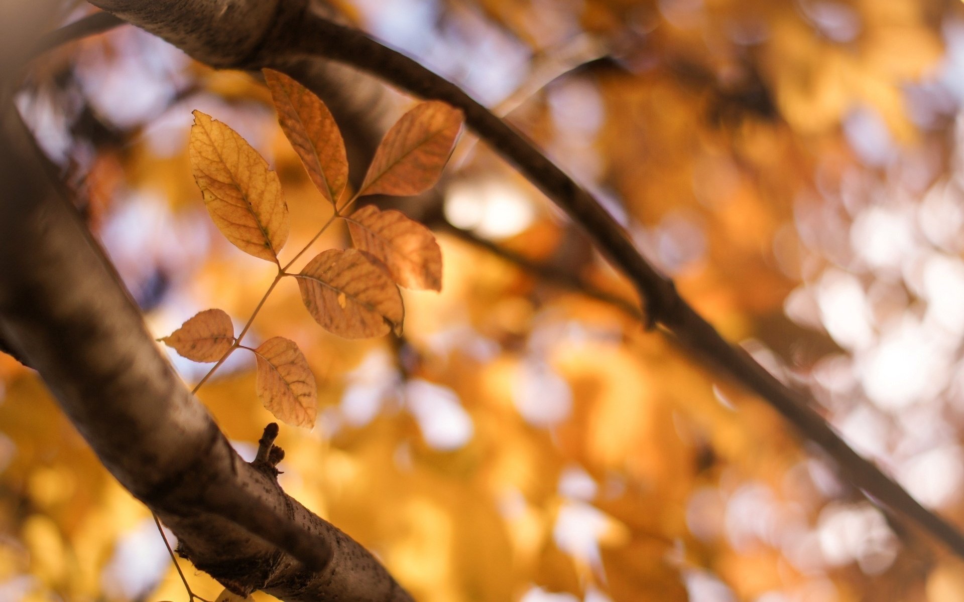 makro zweig gelb blatt blätter baum blatt