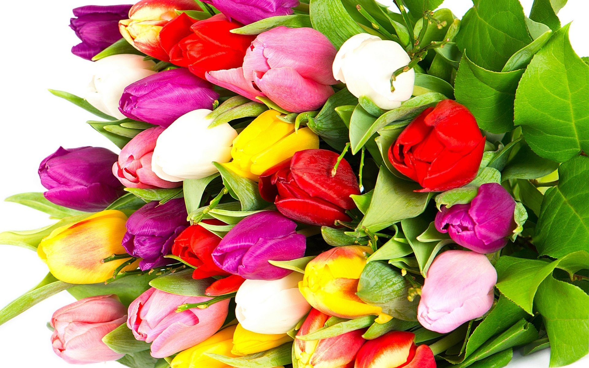 tulips violet red petals bouquet yellow colorful pink beauty white flowers bright