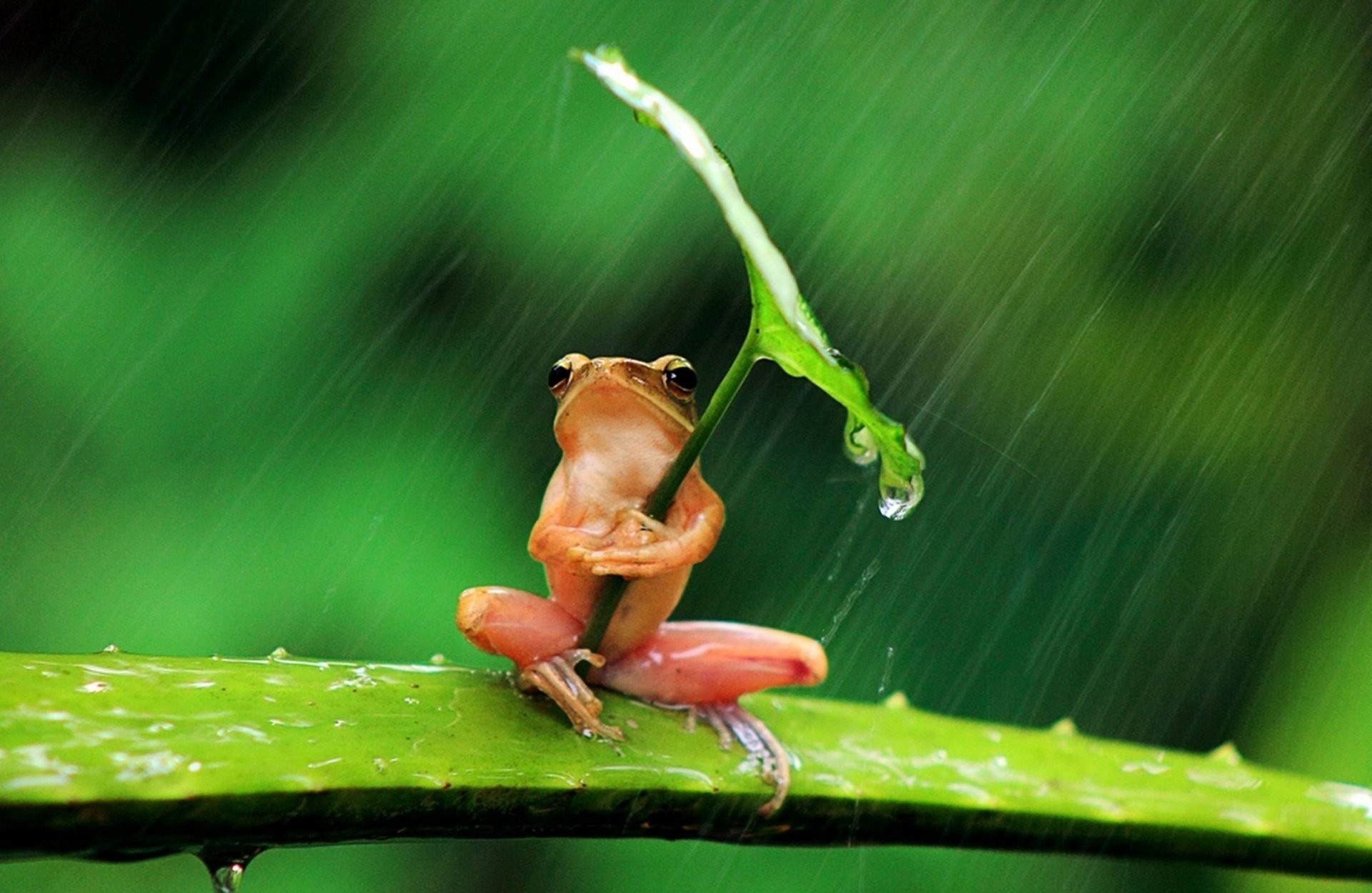 frog background leaf rain