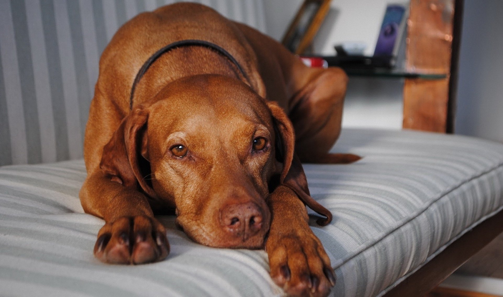 dog waiting for longing devotion red