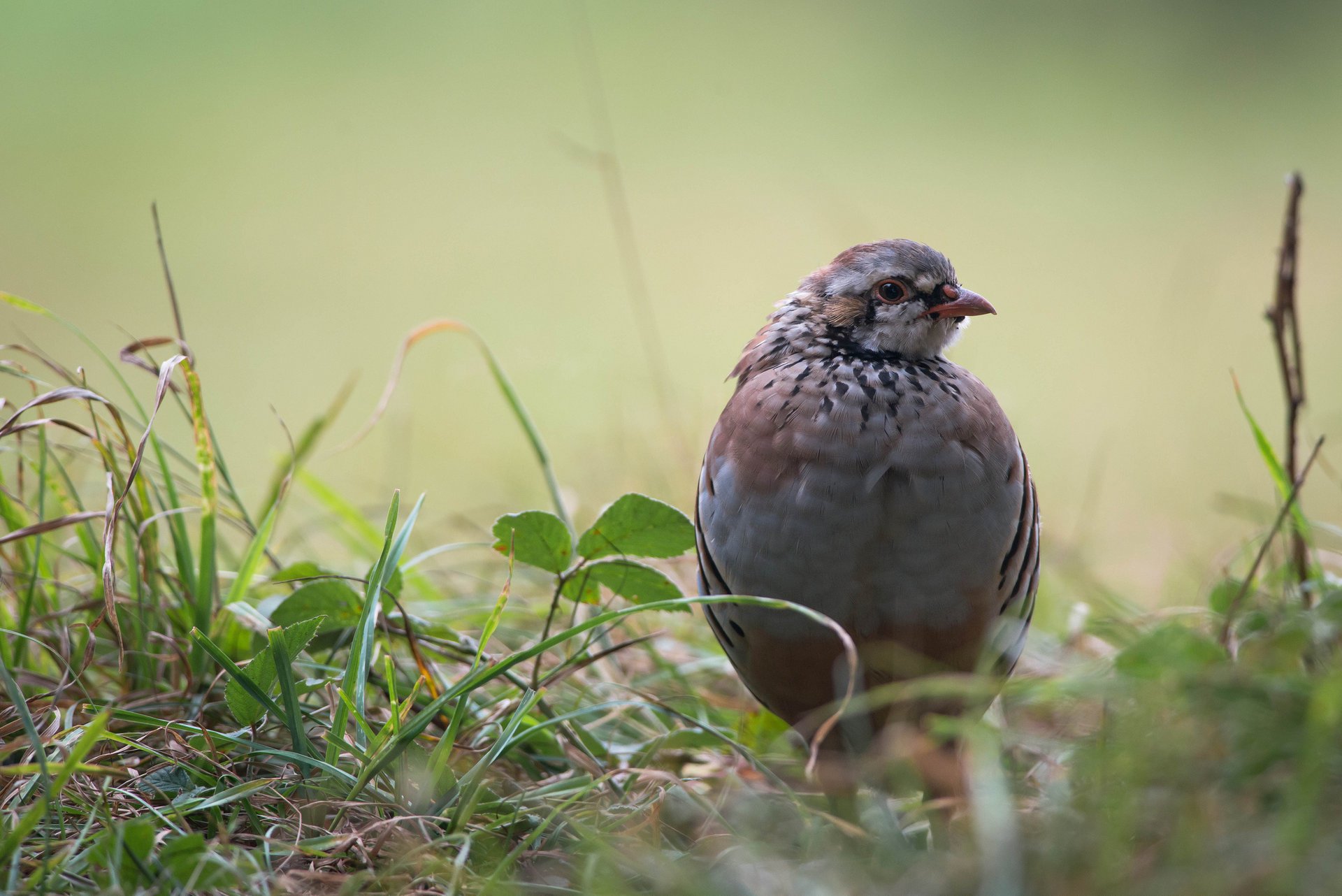 grass partridge leaves bird