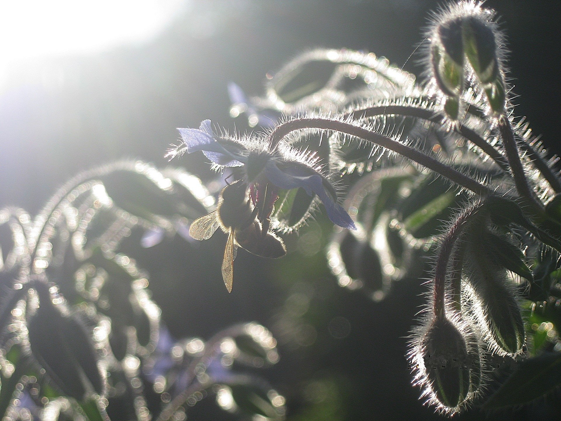 cucumber sunset bee grass fluffy