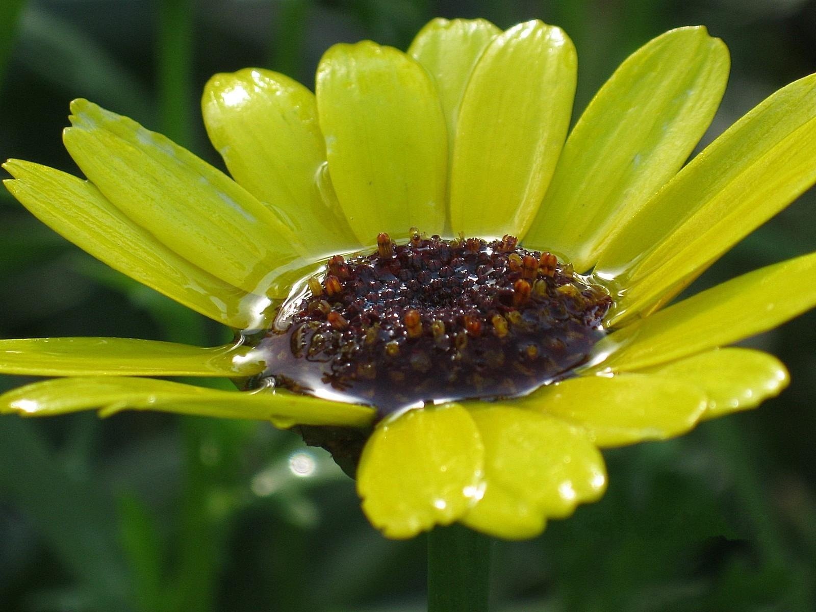 filled flower yellow rain