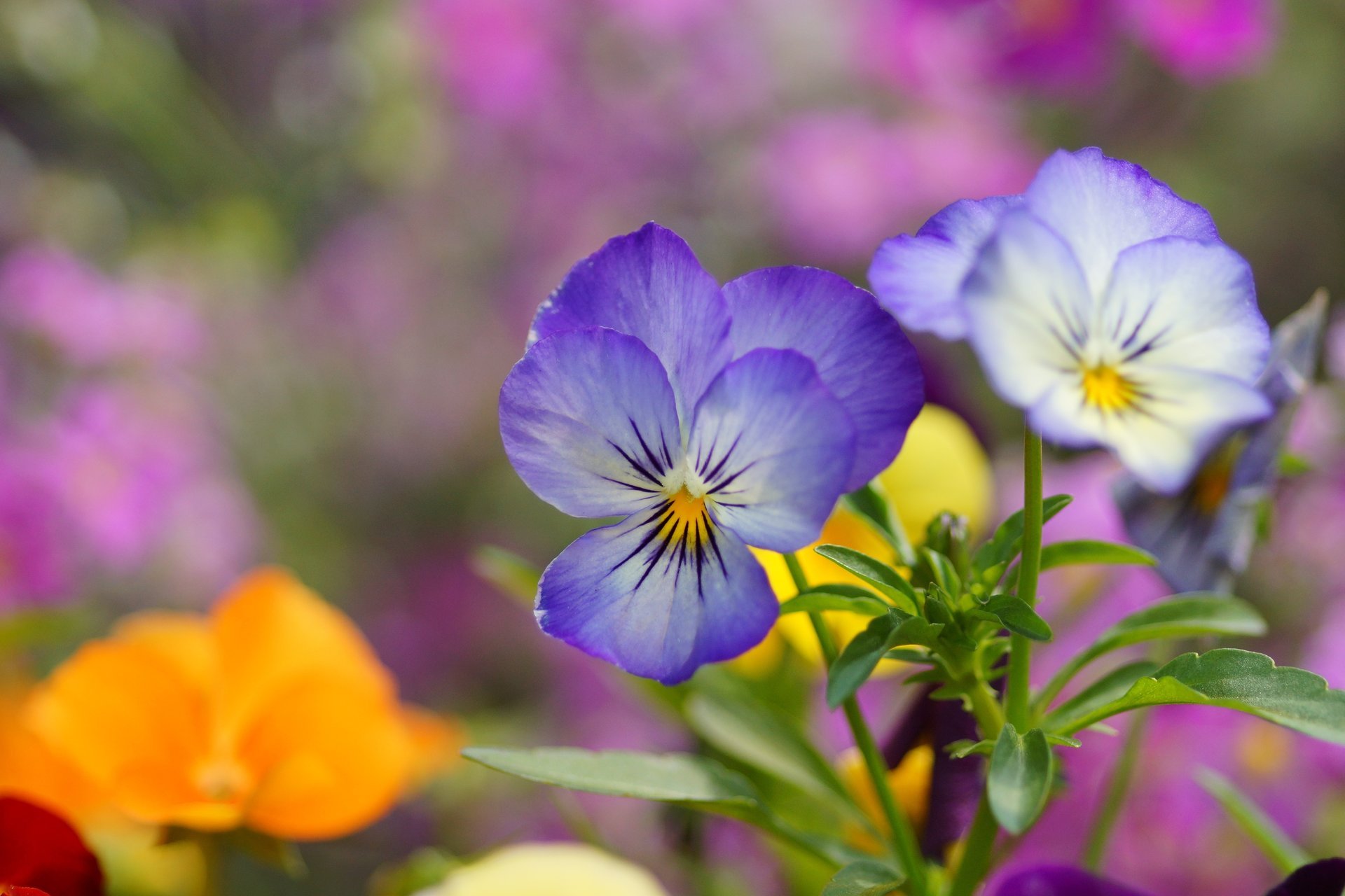 pansy viola flowers blue field