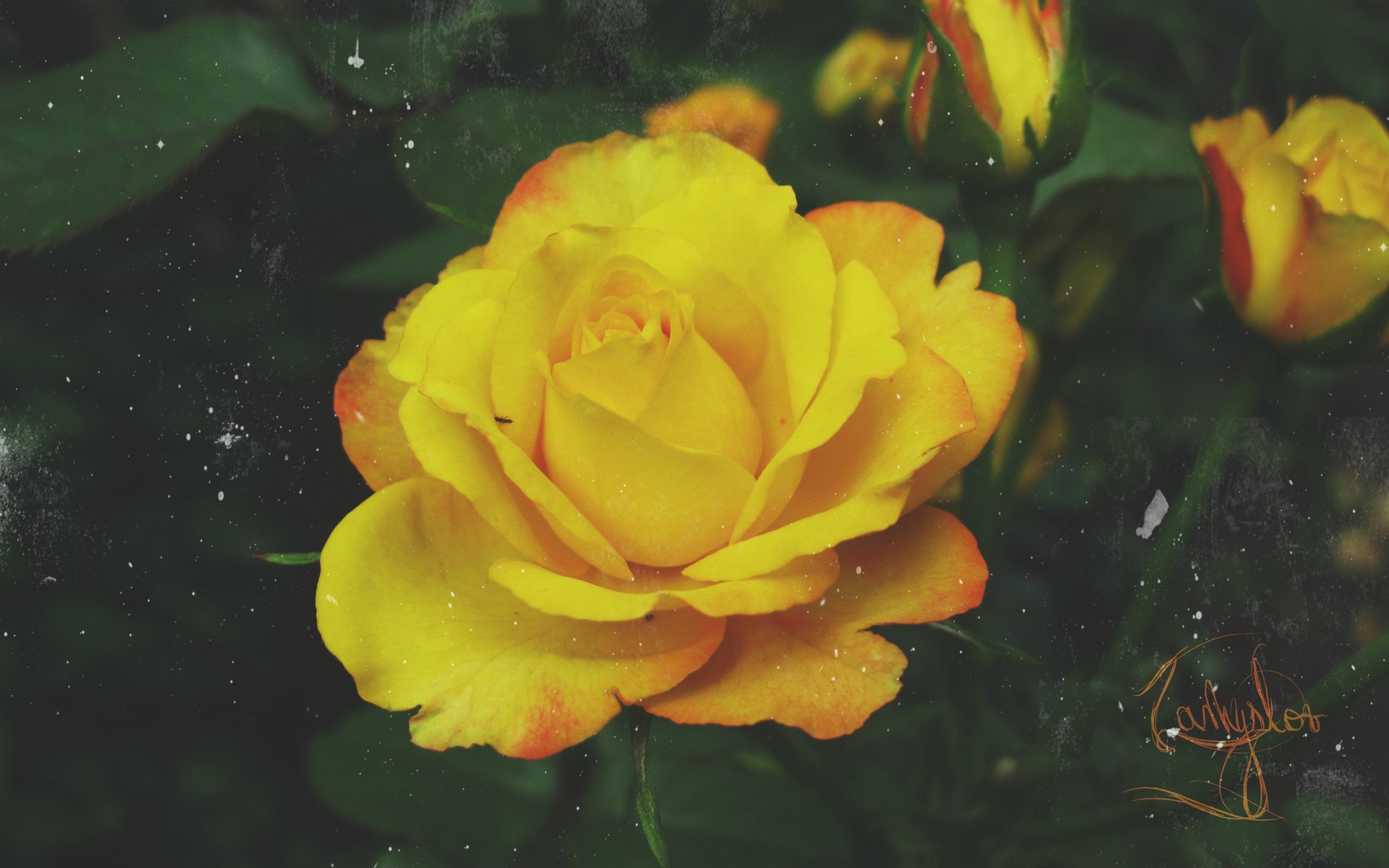 rose nature yellow yellow flower retro grunge