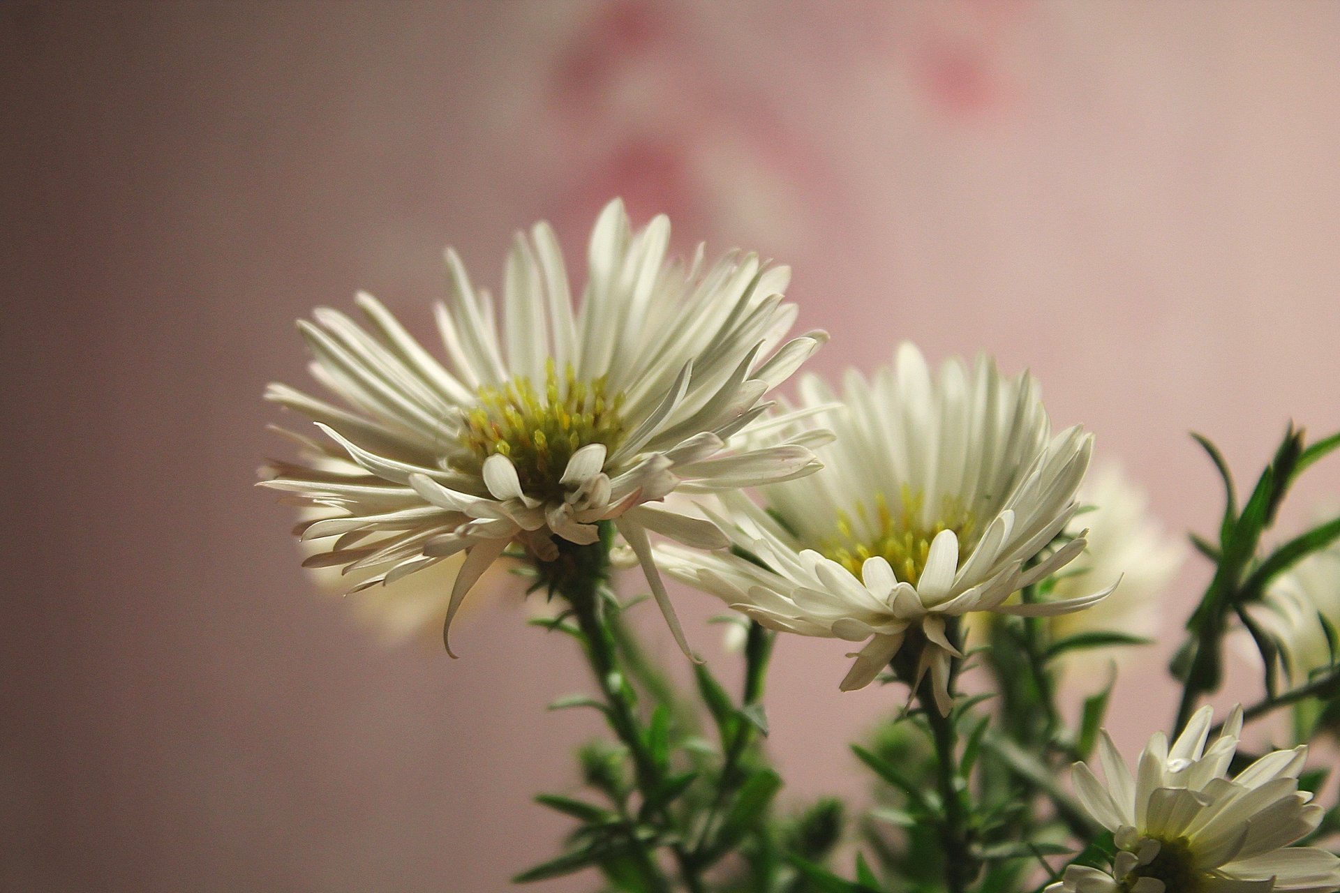 blumen weiß oktober