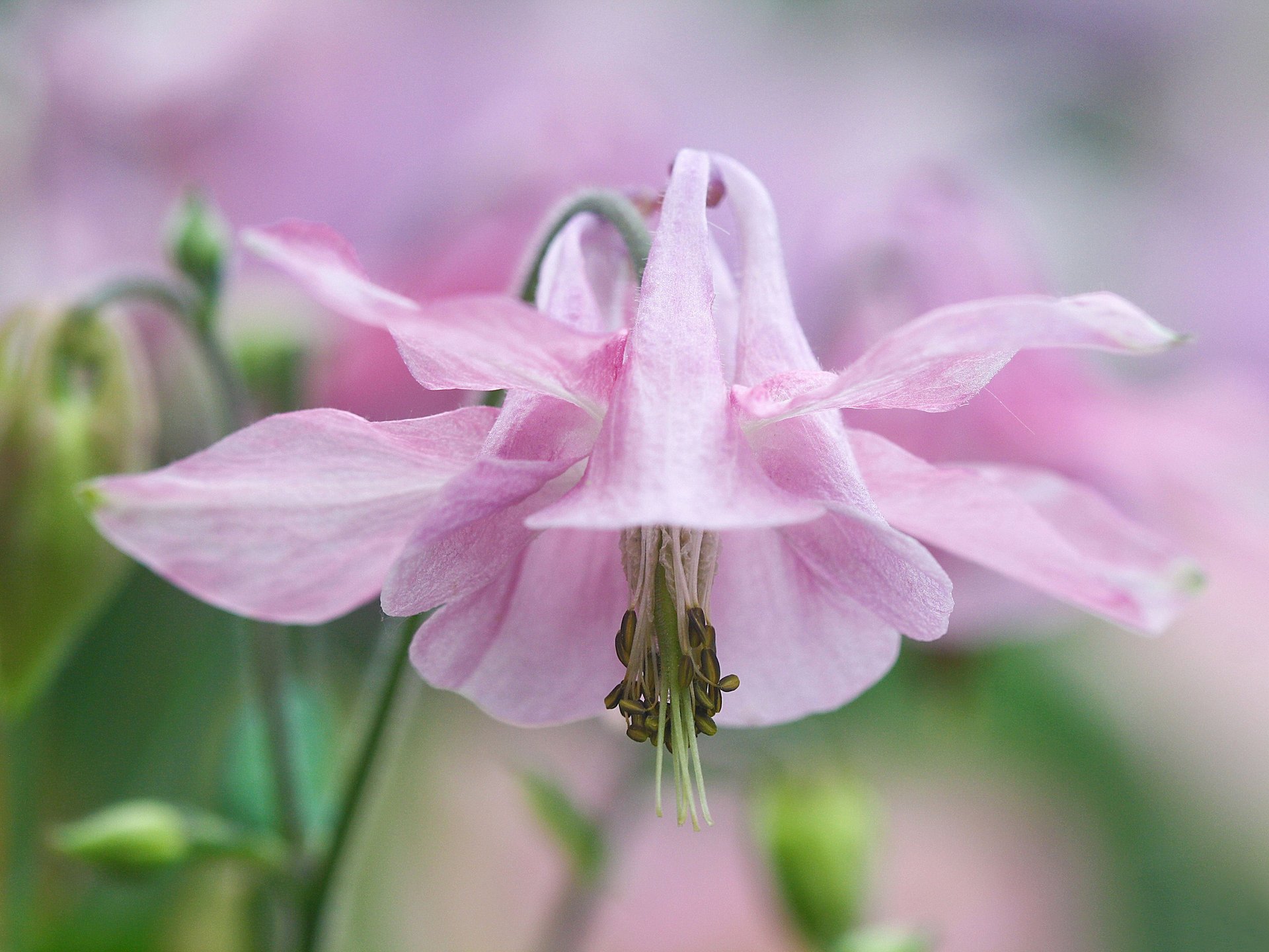 aquilegia bassin versant orlik fleur délicat rose