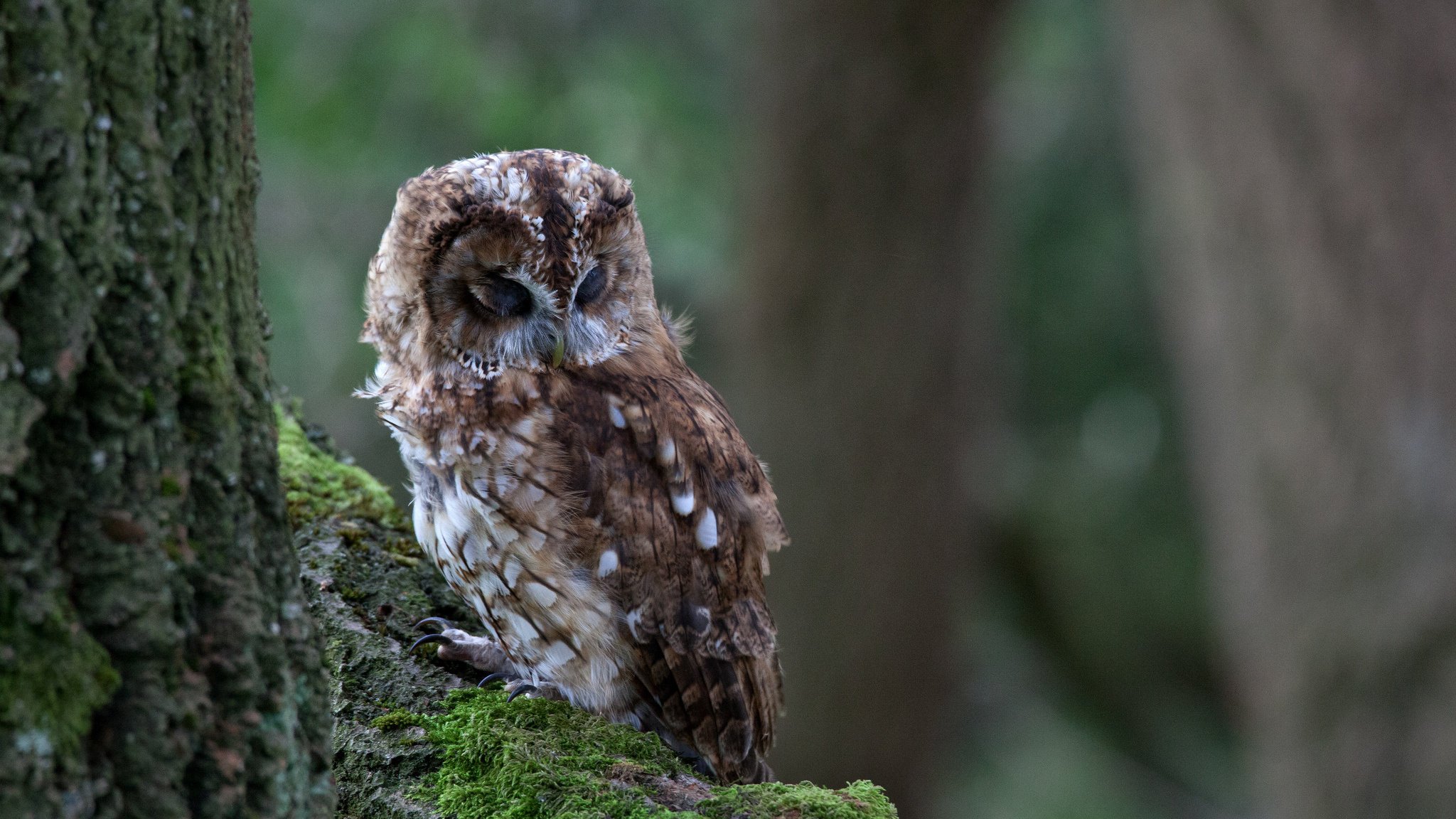 hibou arbre oiseau mousse branche sommeil