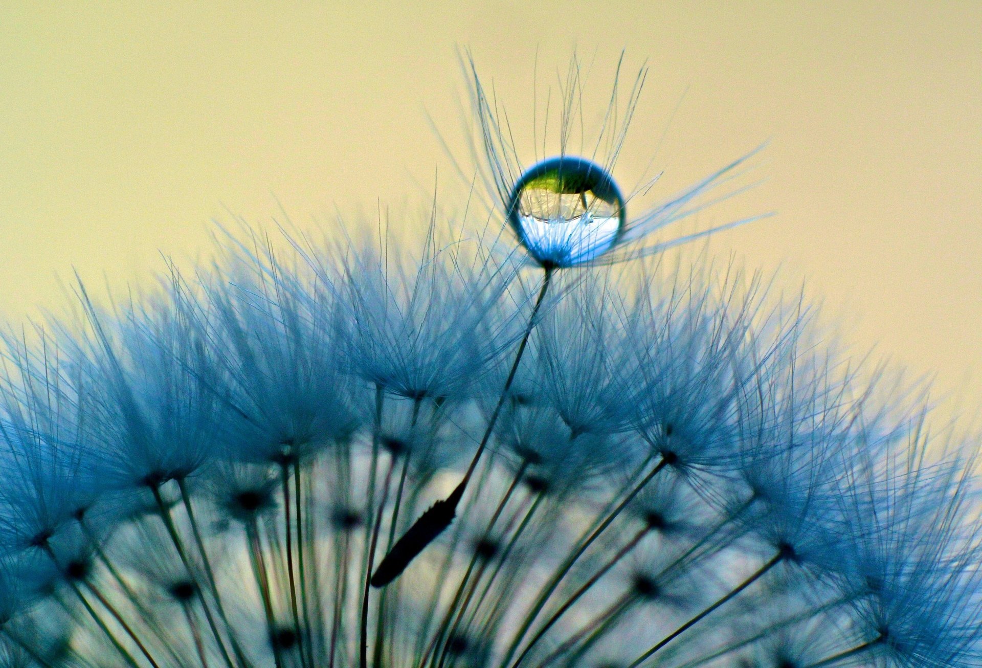 dew makro kropla dandelion woda makro mniszek lekarski rosa