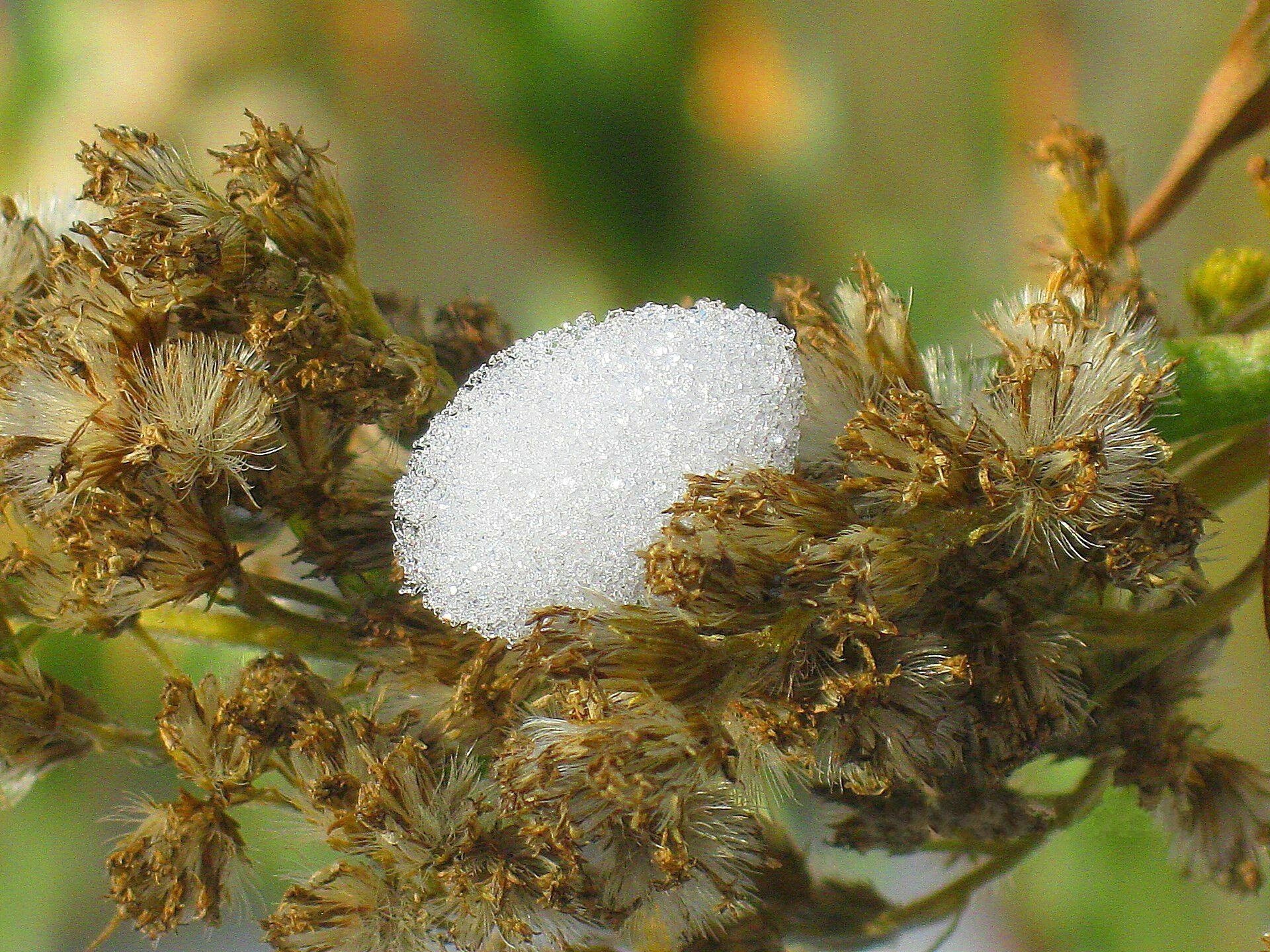 vara de oro deshielo nieve