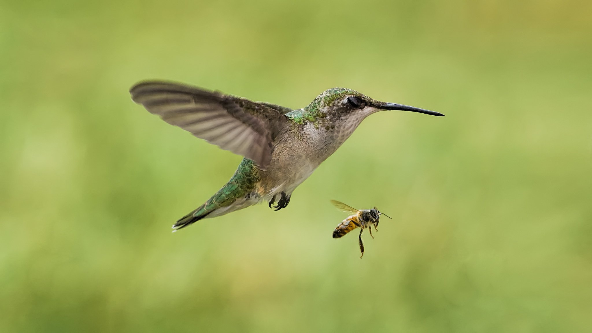 pájaro en vuelo insecto colibrí abeja