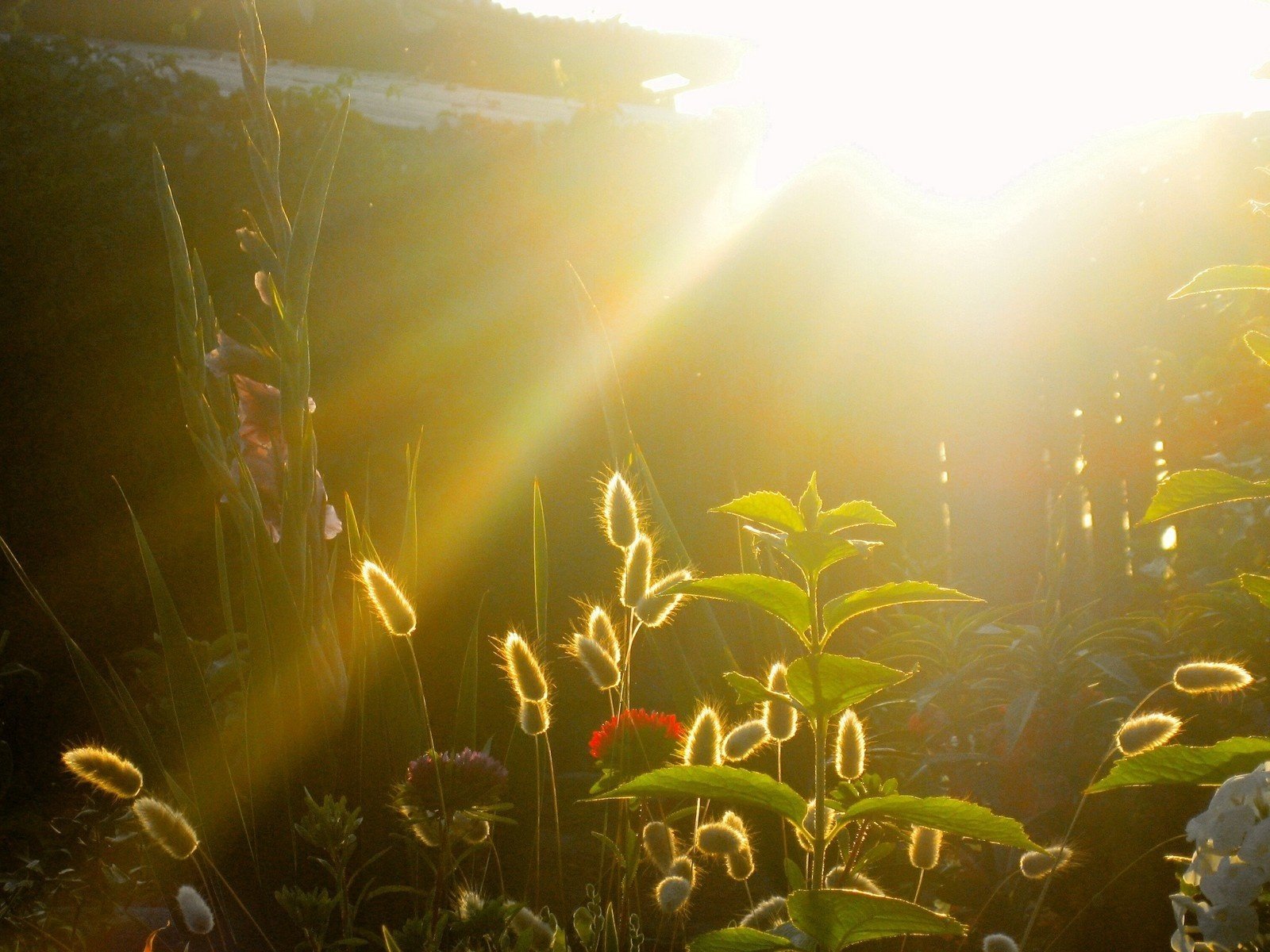 coucher de soleil jardin rayons