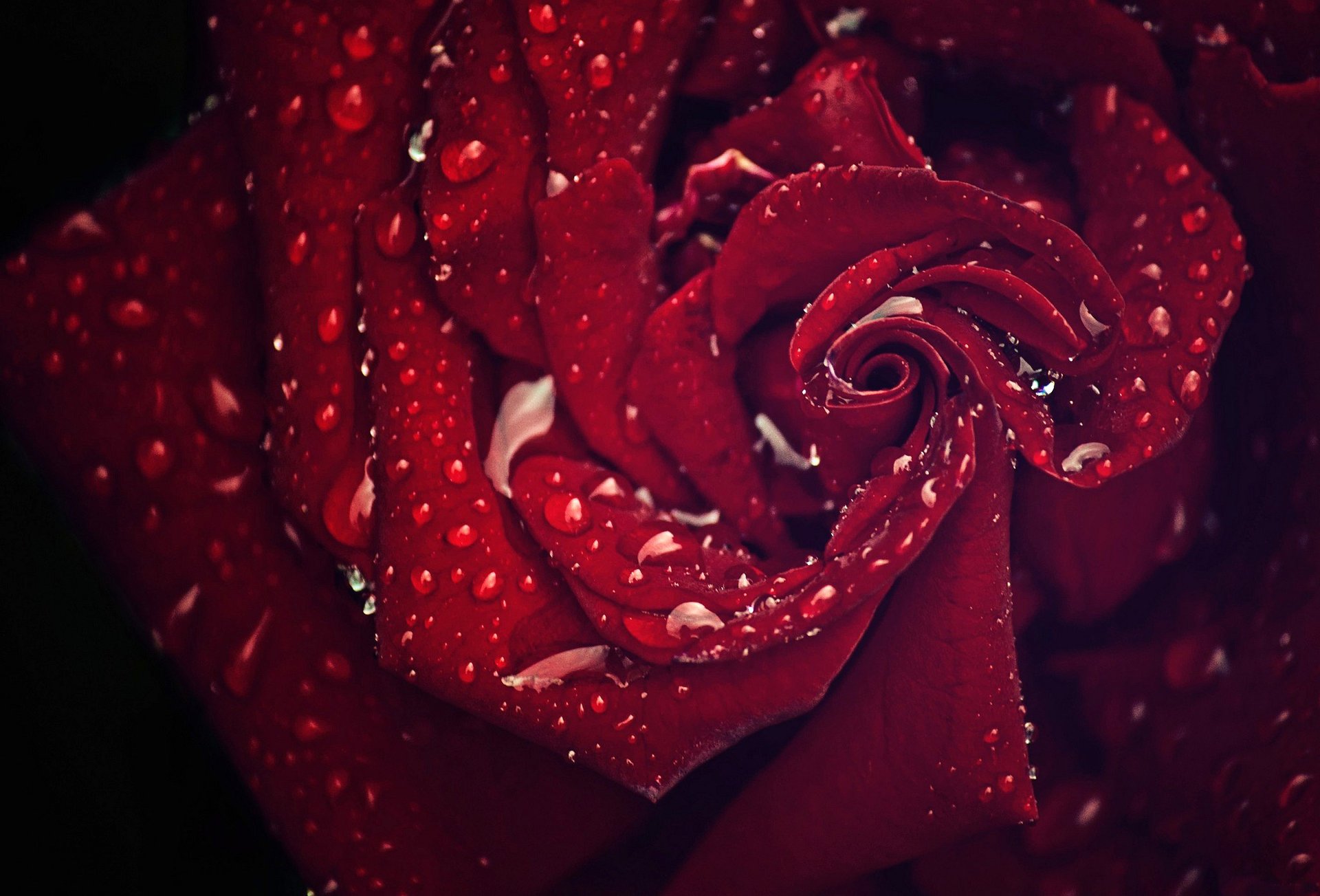 red drops macro rose petals water rosa