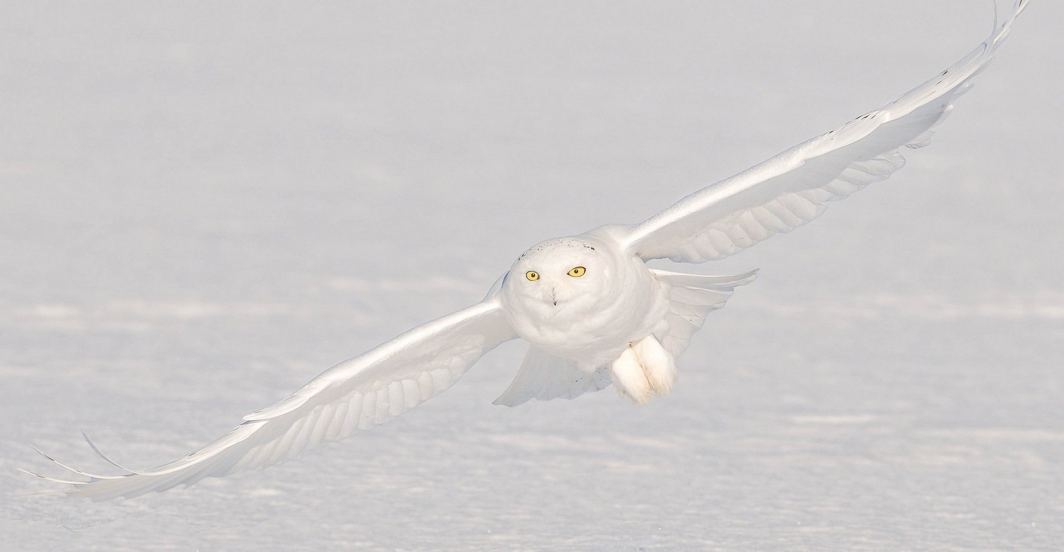 polar snow flight owl