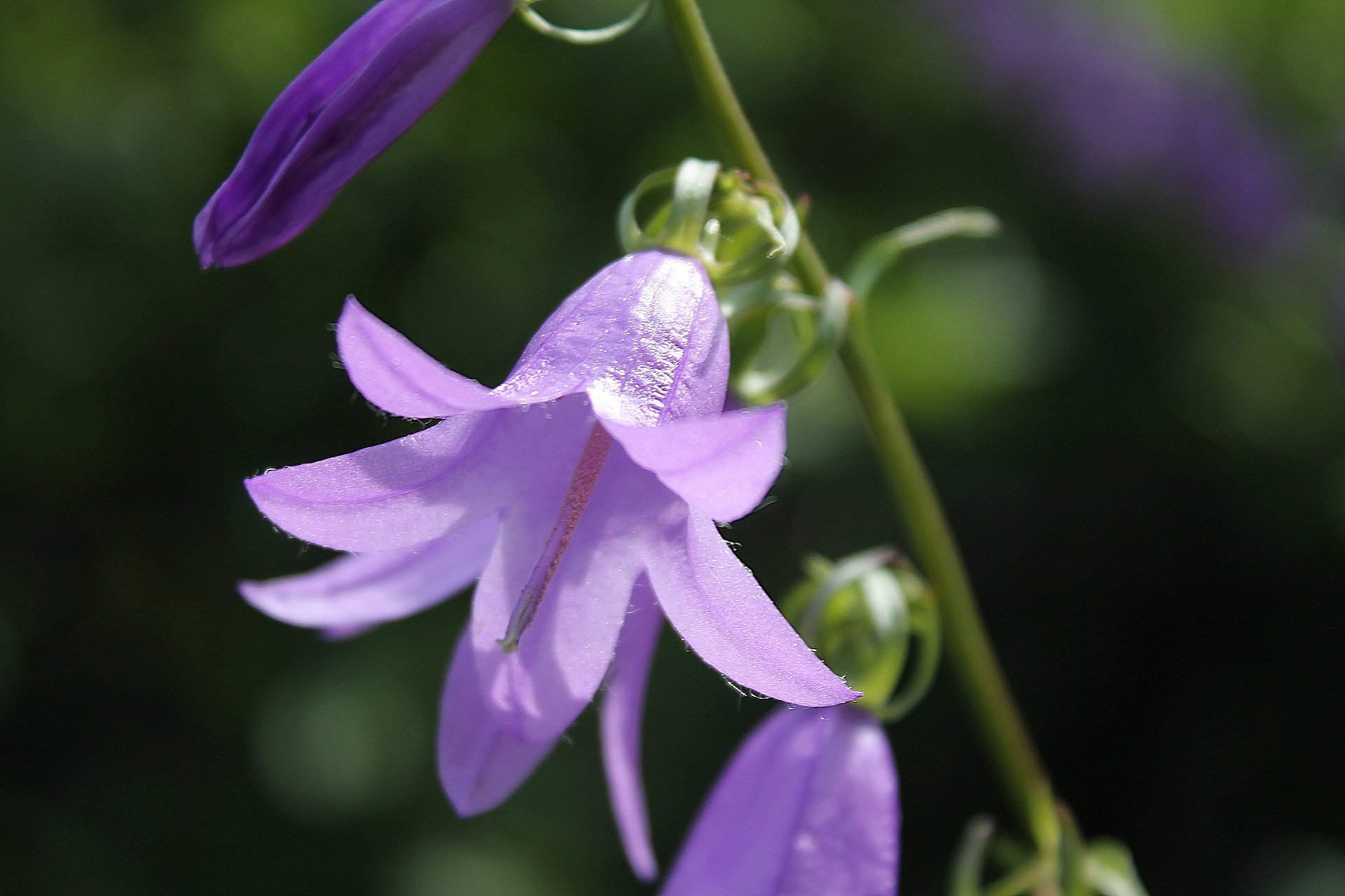 blume glocke lila sonnig