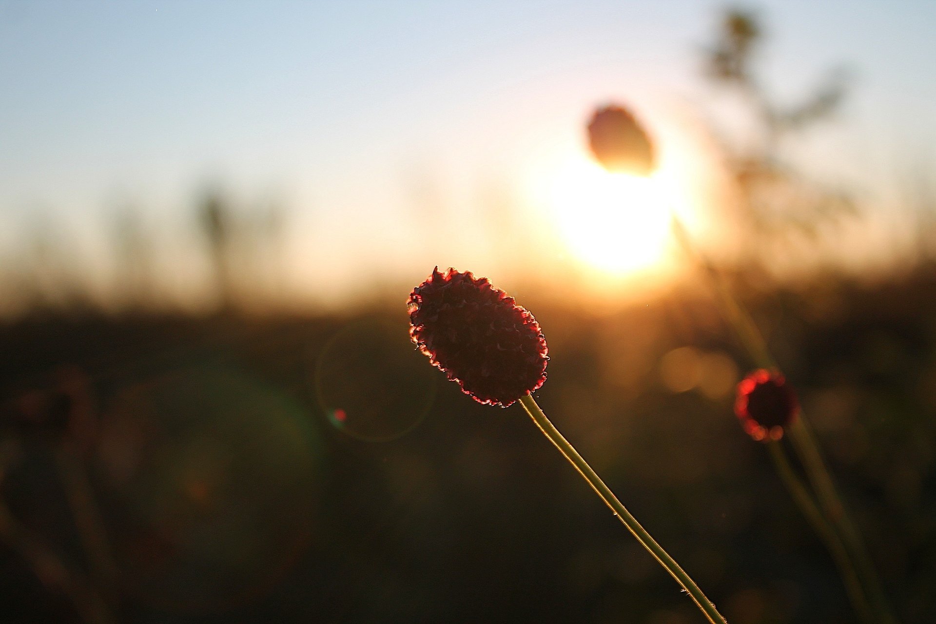 blutsauger sonnenuntergang steppe gras