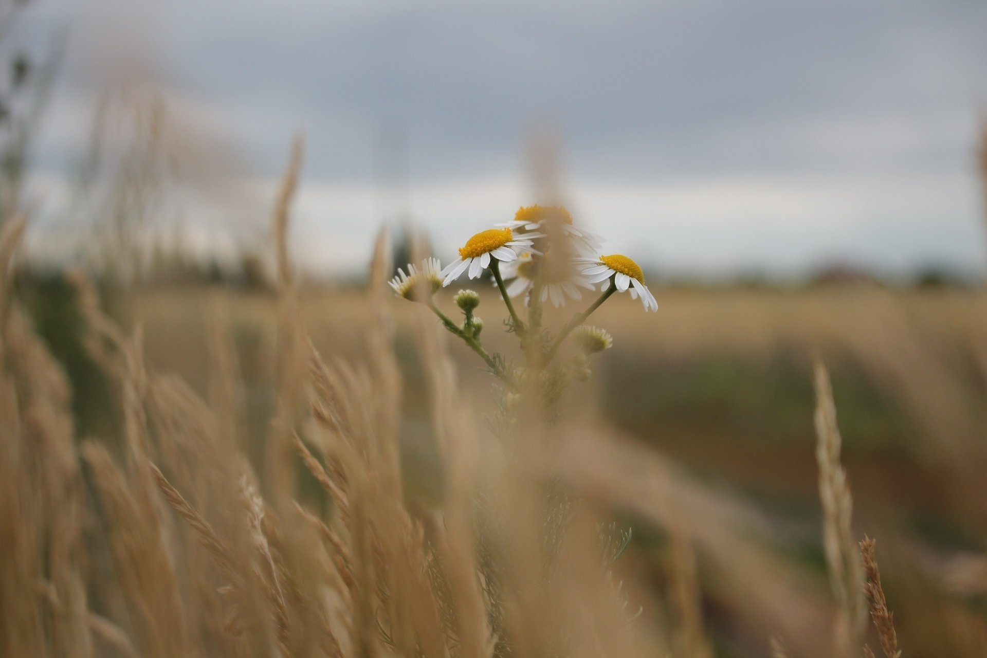 steppe herbe sèche camomille