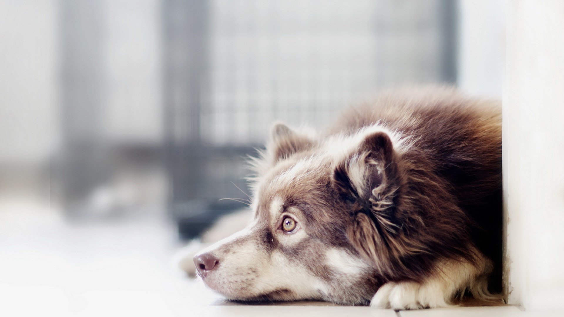 chien ami regard