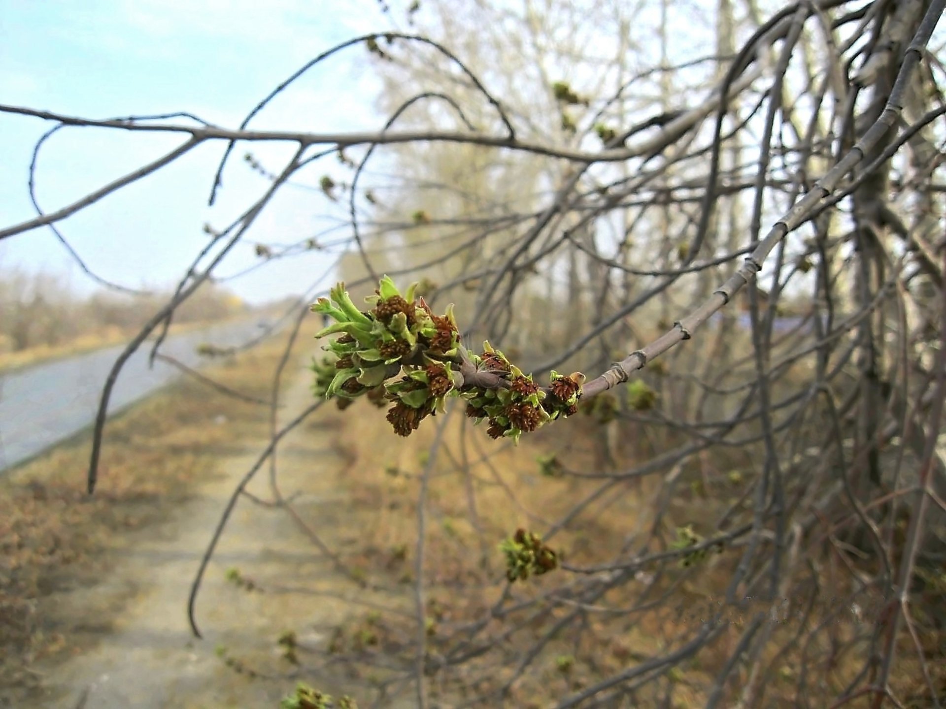 blühen frühling knospen zweige