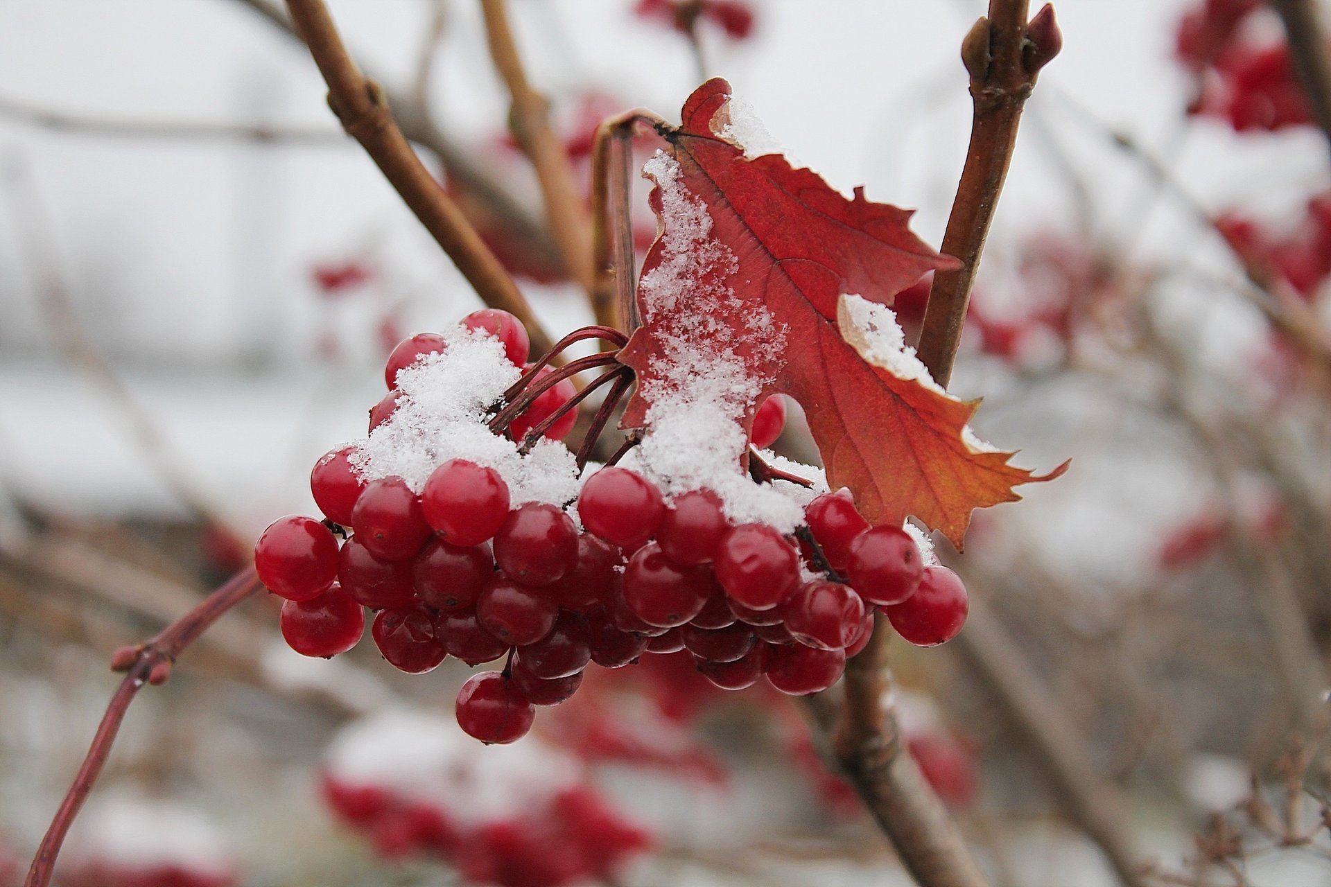 autunno viburno grappolo rosso neve