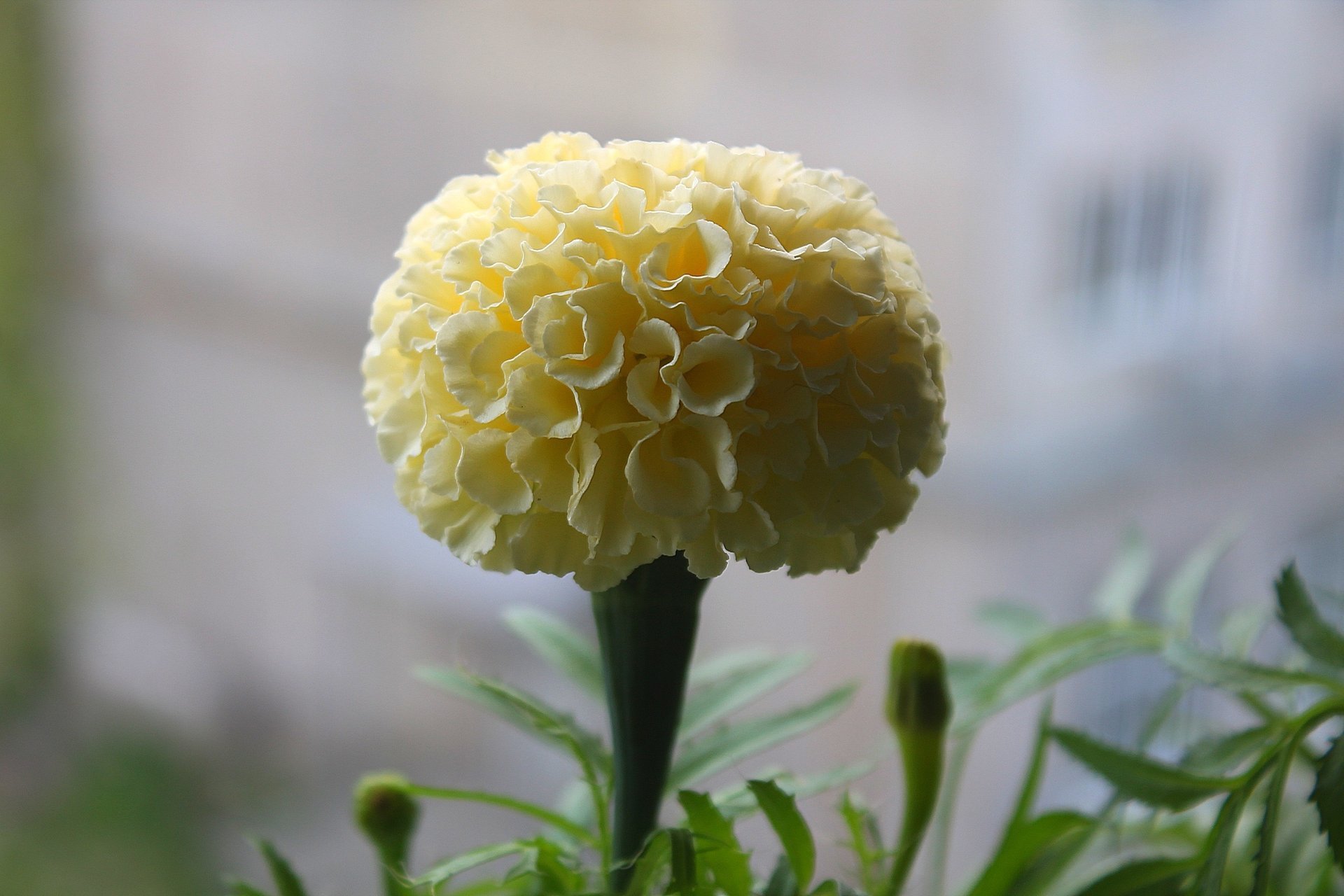 pompón flor caléndula blanco