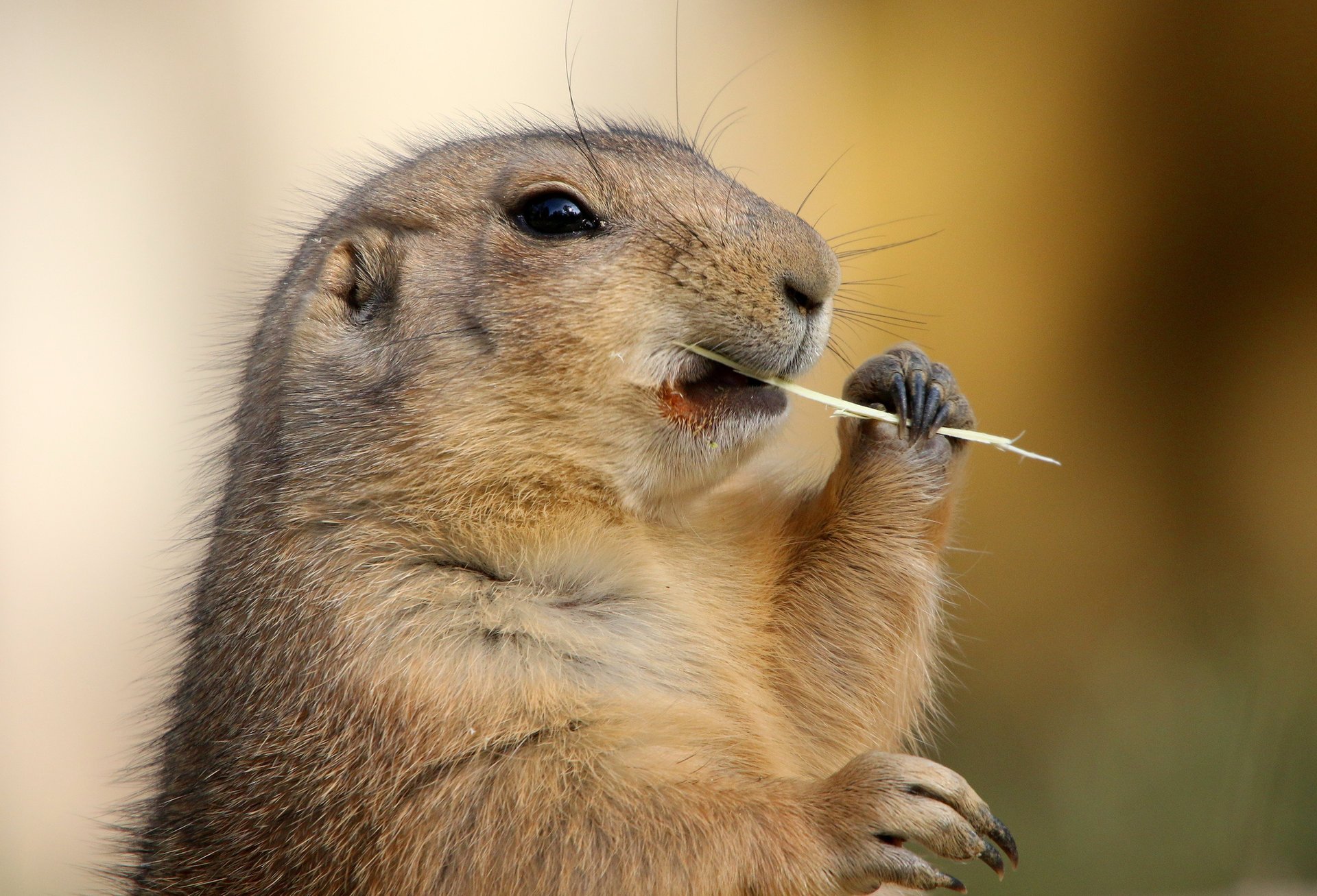 marmotta babak zampe erba fieno