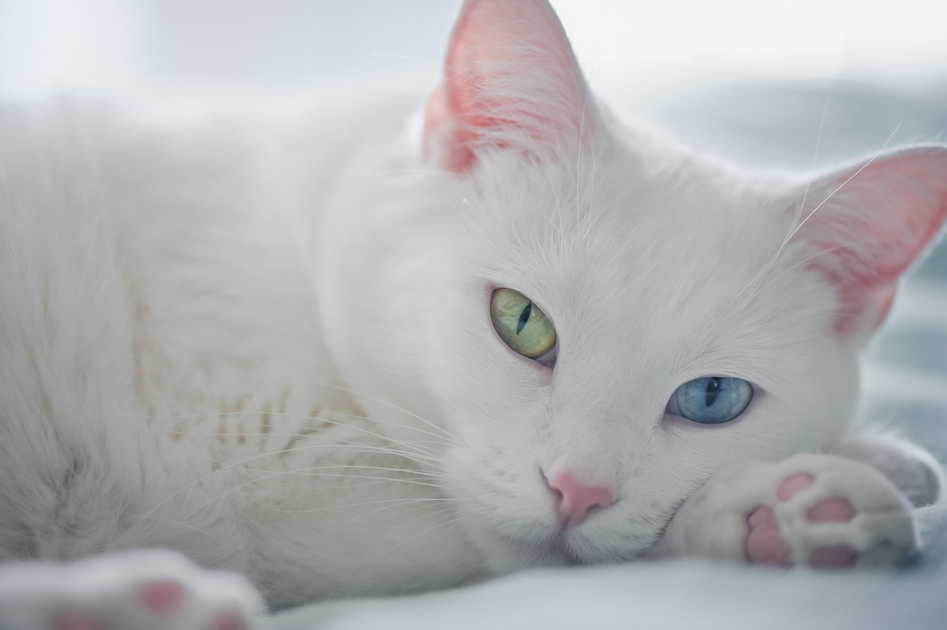 weiße katze maulkorb verschiedene augen blick