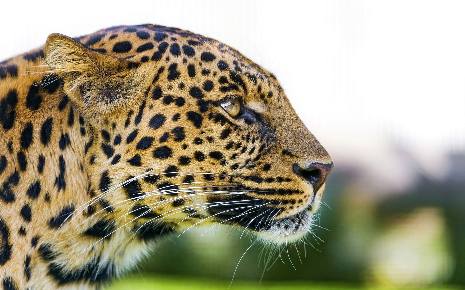 leopardo hocico perfil panthera pardus depredador mirada leopardo