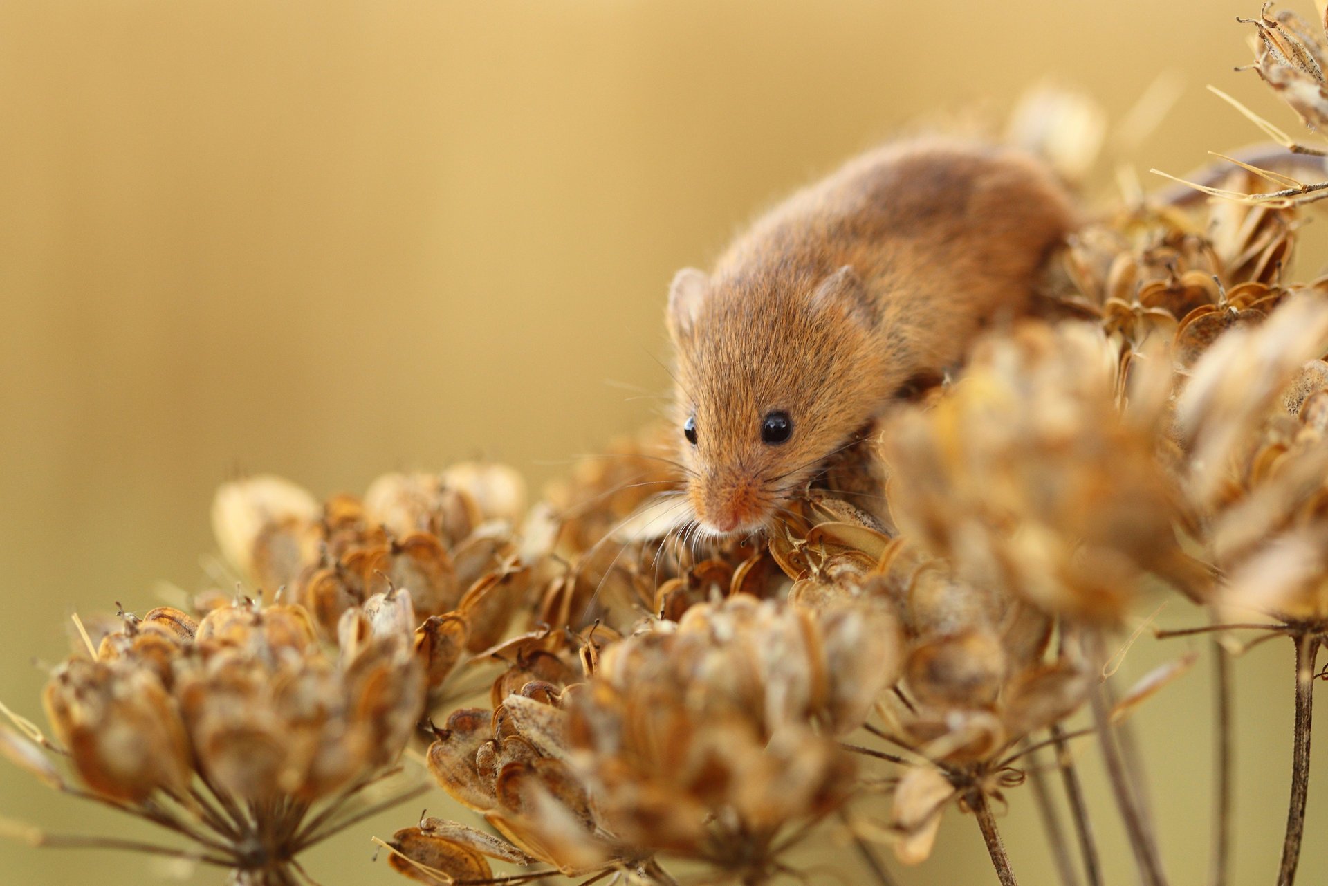 ratón planta flores campañol pelirrojo seco