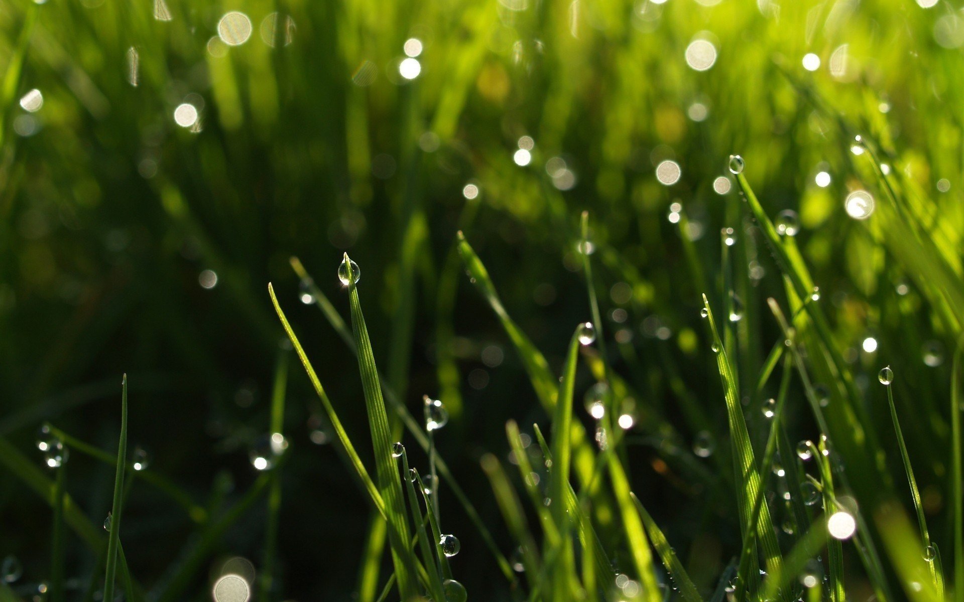 macro water drops drop grass rosa nature green